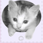 �L