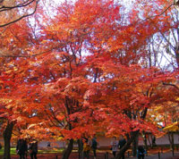 東福寺紅葉の風景