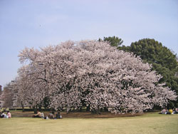 桜の花